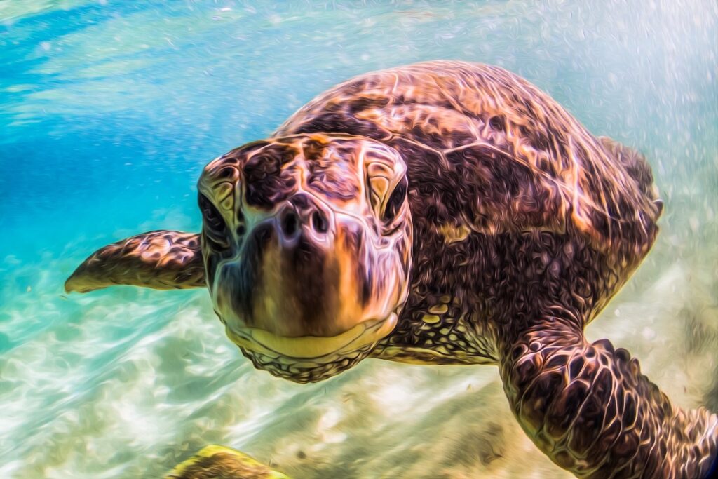 Image of a Hawaiian Green Sea Turtle swimming